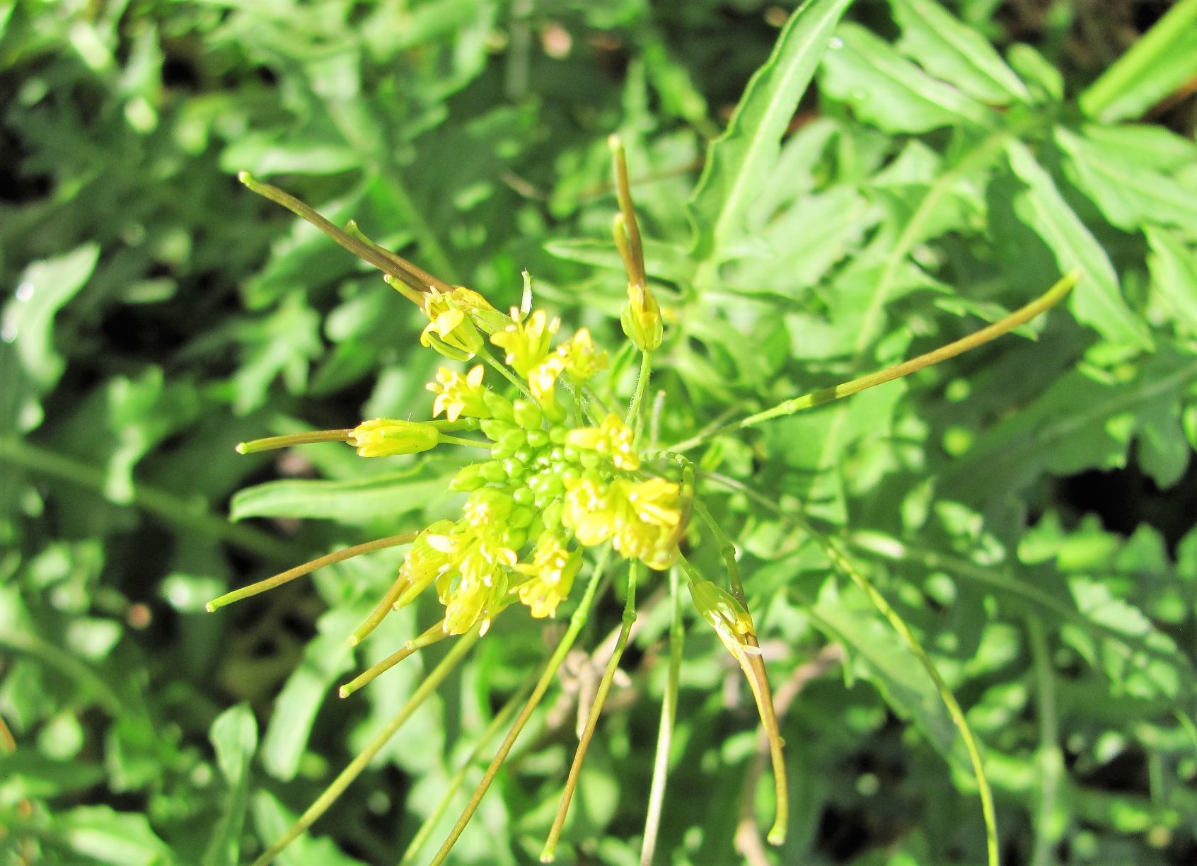 Wild blooms in winter